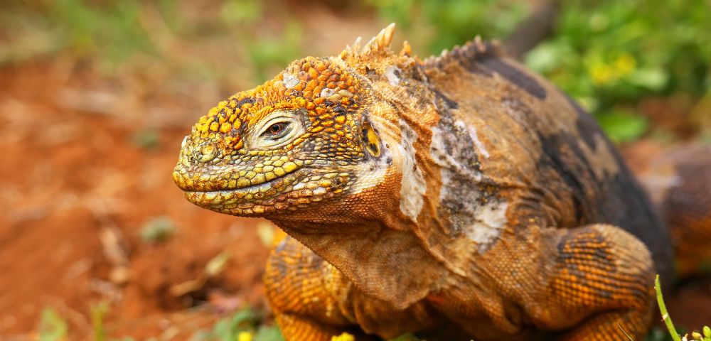 A Galápagos land iguana with a textured, yellow-orange head and rugged skin rests on reddish-brown soil, surrounded by small green plants.