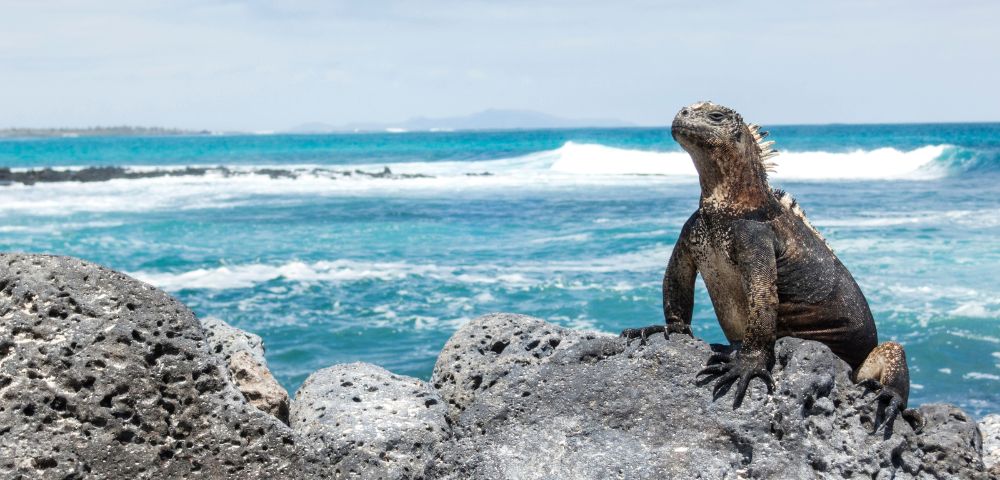 Marine iguana perched on rocky shore with turquoise ocean waves in the background under a clear blue sky. The scene conveys a sense of calm.