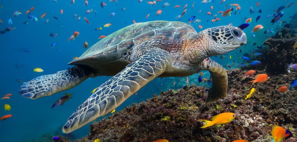 A sea turtle swims gracefully over a vibrant coral reef, surrounded by colorful fish in clear blue water, creating a serene underwater scene.