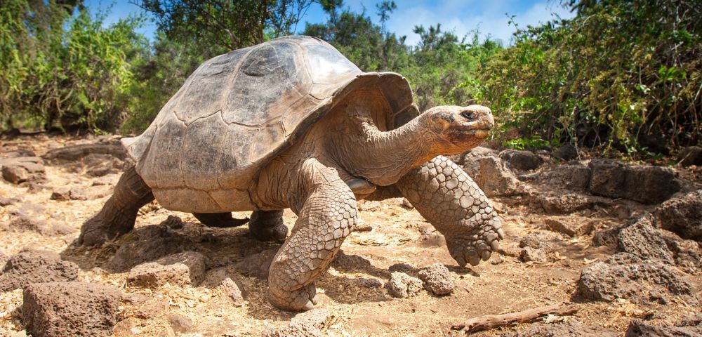 A large tortoise moves slowly across a rocky, sunlit path. Surrounding it are lush green bushes and trees under a clear blue sky, evoking a serene nature scene.
