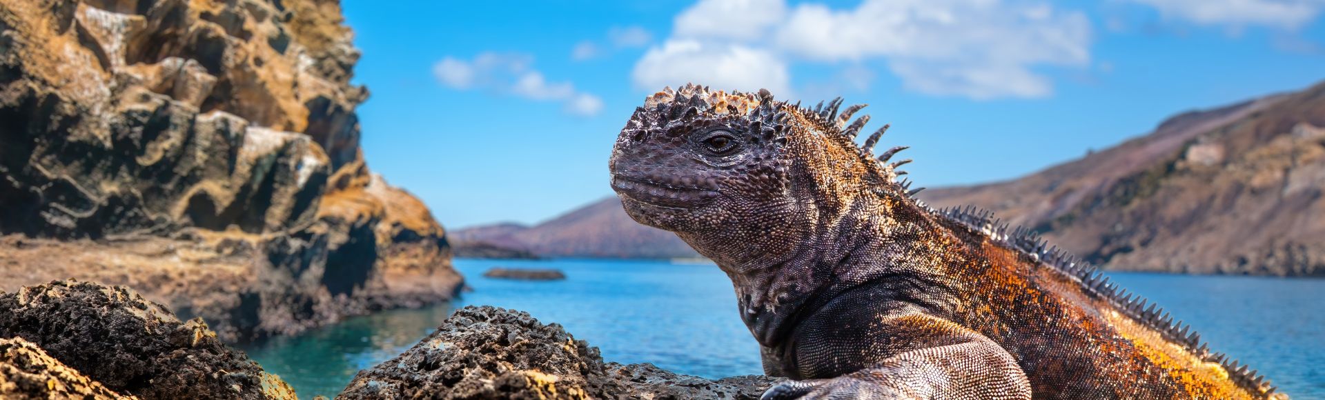 Marine iguana basking on sunlit rocks by the ocean. Rugged cliffs and a clear blue sky frame the scene, conveying a sense of wild tranquility.