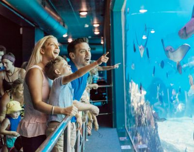 A family of three excitedly watches fish and rays in a large aquarium tank. The child points at the marine life, capturing a sense of wonder and joy.
