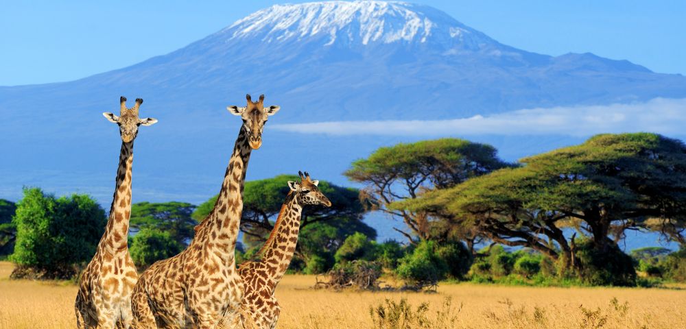 Three giraffes stand in golden grasslands with Mount Kilimanjaro's snow-capped peak in the background, under a clear blue sky. The scene is serene and majestic.