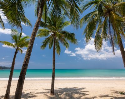 Tropical beach scene with tall palm trees framing a serene view of turquoise ocean under a bright blue sky. Sandy shore invites relaxation.