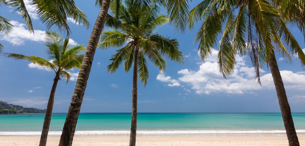 Tropical beach scene with tall palm trees framing a serene view of turquoise ocean under a bright blue sky. Sandy shore invites relaxation.