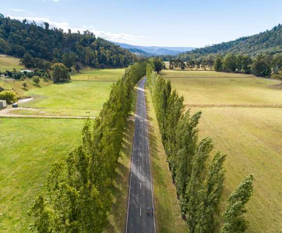 A straight, narrow road lined with tall green trees cuts through a vast, open landscape of fields and hills under a clear blue sky, conveying tranquility.