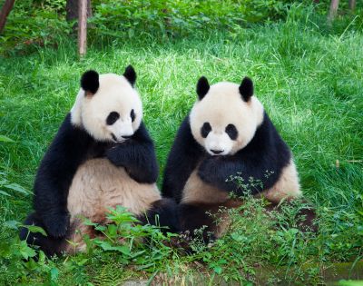 Two pandas sit closely on lush green grass, surrounded by foliage. Both appear relaxed and playful, with a serene, contented ambiance.
