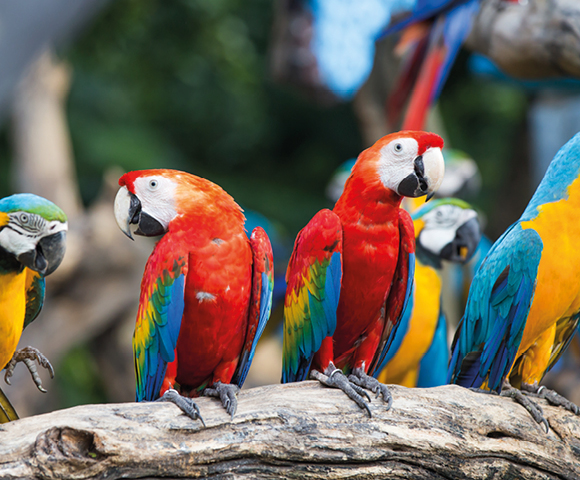 Miami Beach & Southern Caribbean - Gallery Image