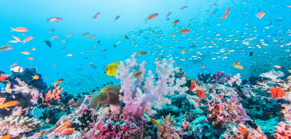 Colorful coral reef teeming with diverse fish species swimming in clear blue ocean water.