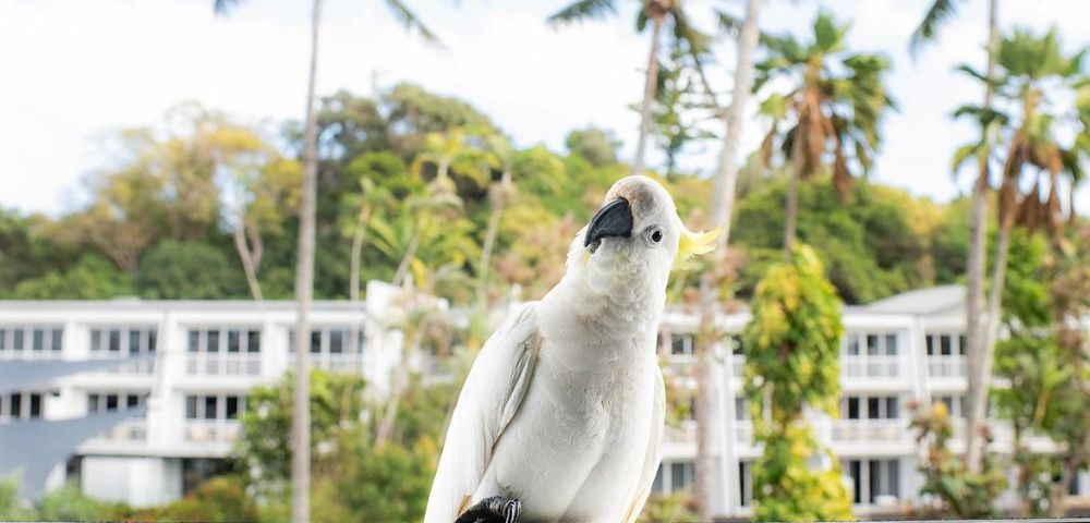 A curious white cockatoo tilts its head against a backdrop of tropical palm trees and a white building, conveying a playful and inquisitive mood.