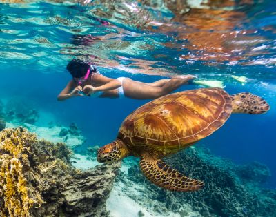 A snorkeler in clear turquoise water swims near a large sea turtle over colorful coral. The scene is vibrant, evoking a sense of wonder and tranquility.