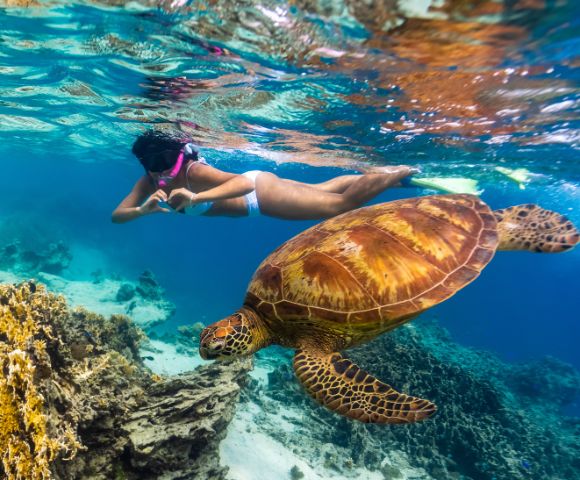 A snorkeler in clear turquoise water swims near a large sea turtle over colorful coral. The scene is vibrant, evoking a sense of wonder and tranquility.