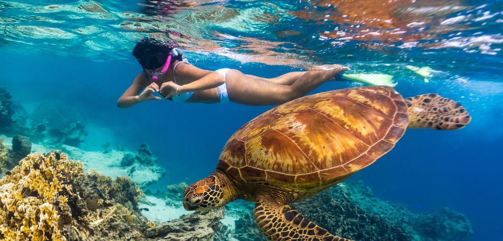 A snorkeler in clear turquoise water swims near a large sea turtle over colorful coral. The scene is vibrant, evoking a sense of wonder and tranquility.
