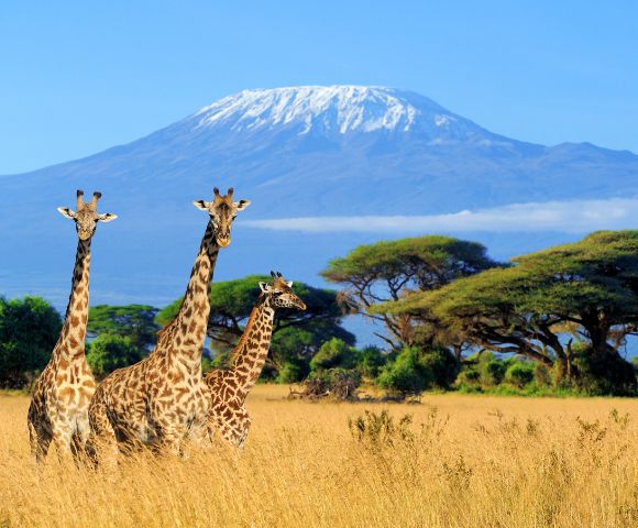 Three giraffes stand in golden grass with a backdrop of Mount Kilimanjaro and acacia trees under a clear blue sky, evoking a sense of tranquility.