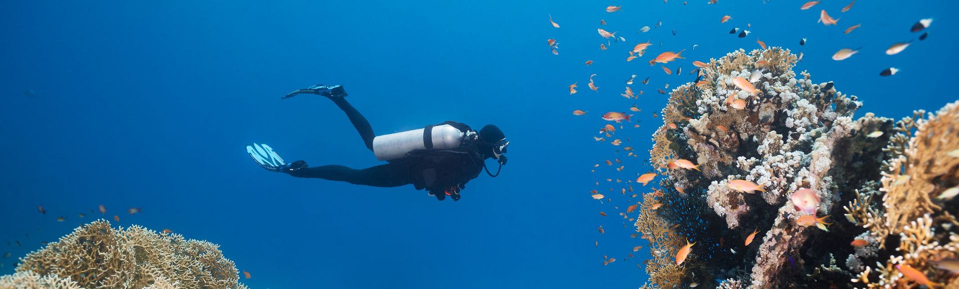 A scuba diver swims near colorful coral reefs and vibrant fish in clear blue water, conveying a sense of tranquility and exploration in the ocean.