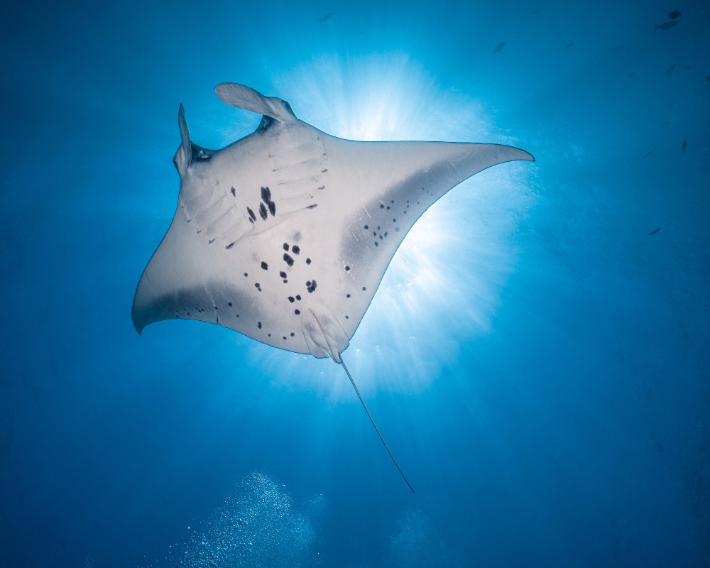 A manta ray gracefully swims in clear blue water, silhouetted against sunlight filtering from above, creating a serene and majestic underwater scene.