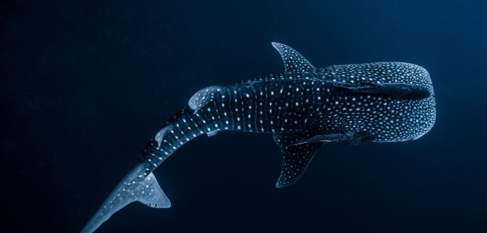 A majestic whale shark swims gracefully in deep blue waters. Its body is dotted with white spots, creating a serene and awe-inspiring scene.
