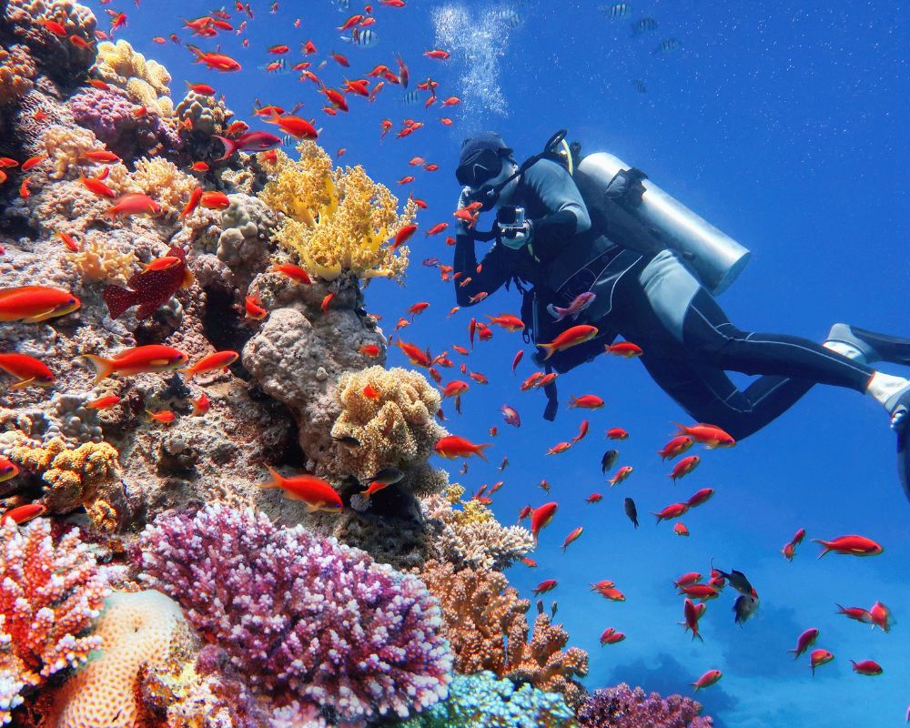 A scuba diver swims near a vibrant coral reef, surrounded by bright orange fish. The clear blue water and colorful corals create a lively, serene scene.