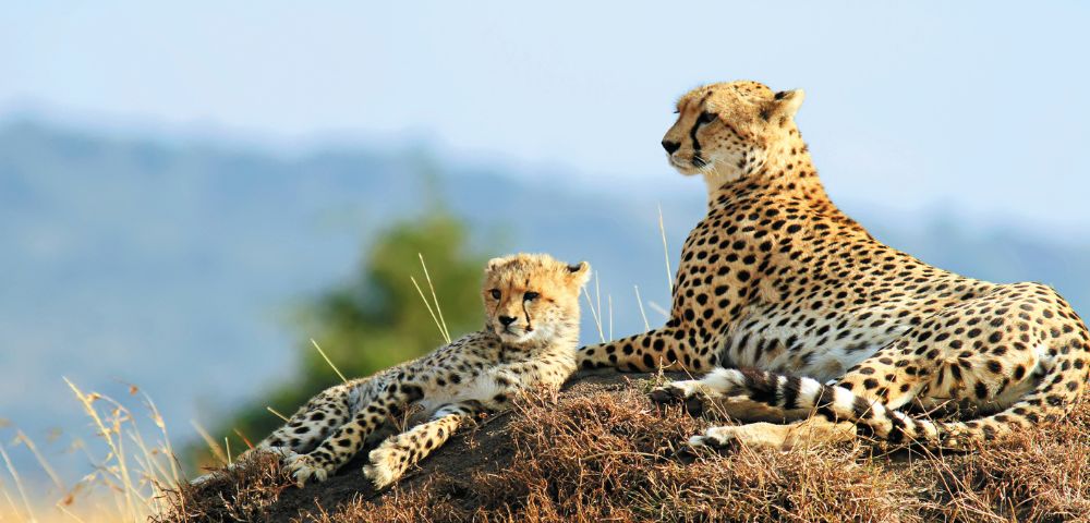 Cheetah mother and cub lie on a grassy mound, gazing in the same direction. The serene landscape features a blurred green and blue background.
