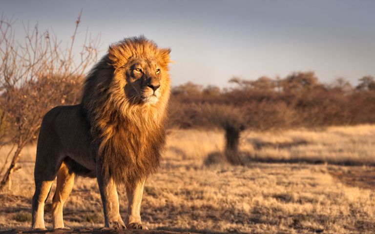 A majestic lion stands in a sunlit savannah, its mane illuminated. The background features dry grass and sparse trees under a warm, golden light.
