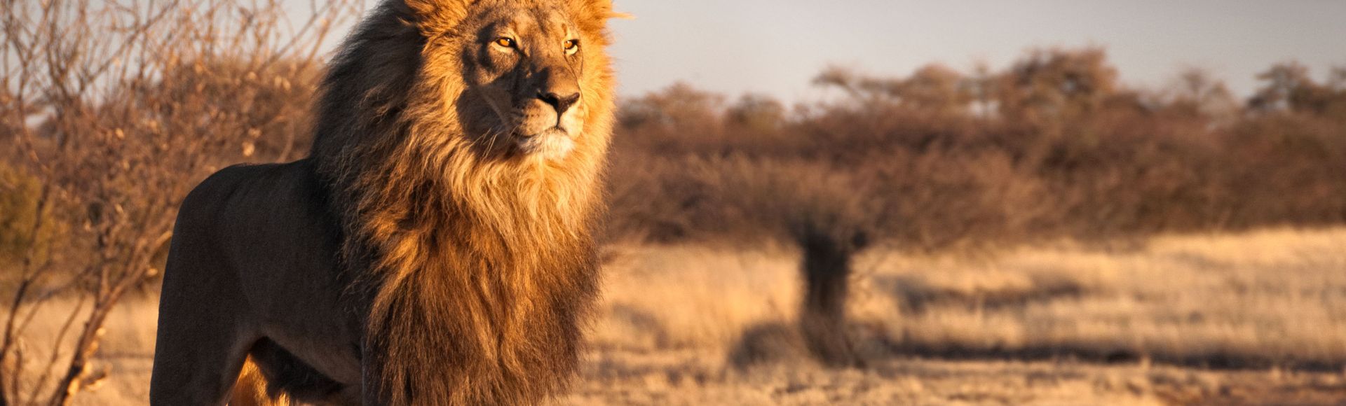 A majestic lion stands in a sunlit savannah, its mane illuminated. The background features dry grass and sparse trees under a warm, golden light.