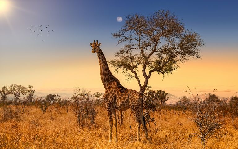 A tall giraffe stands near a leafless tree in a serene savannah at sunset, with a warm orange sky and distant trees, evoking tranquility.