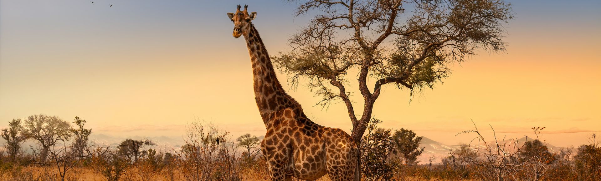 A tall giraffe stands near a leafless tree in a serene savannah at sunset, with a warm orange sky and distant trees, evoking tranquility.