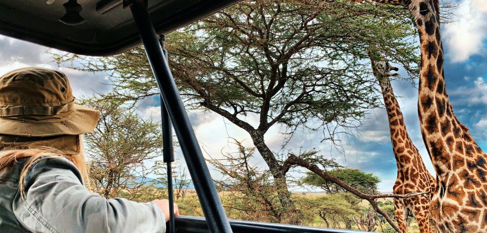 A person in a safari vehicle observes two giraffes near acacia trees under a cloudy sky, creating an adventurous and serene wildlife scene.