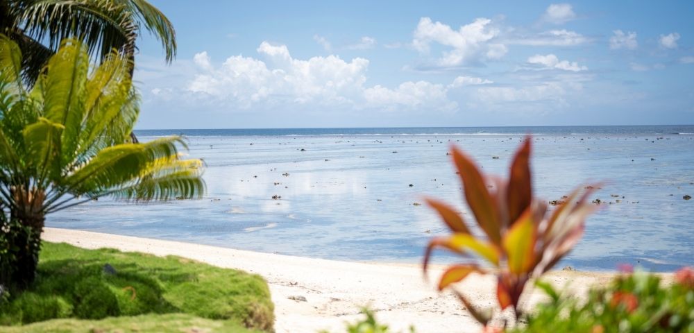 Tropical beach scene with clear blue sky and calm ocean. Foreground has vibrant green palm leaves and red-orange flowers, evoking a peaceful vibe.