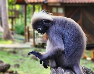 A langur with thick, gray fur and a white tuft on its head sits contemplatively, examining its fingers. The background is a soft-focus forest setting.