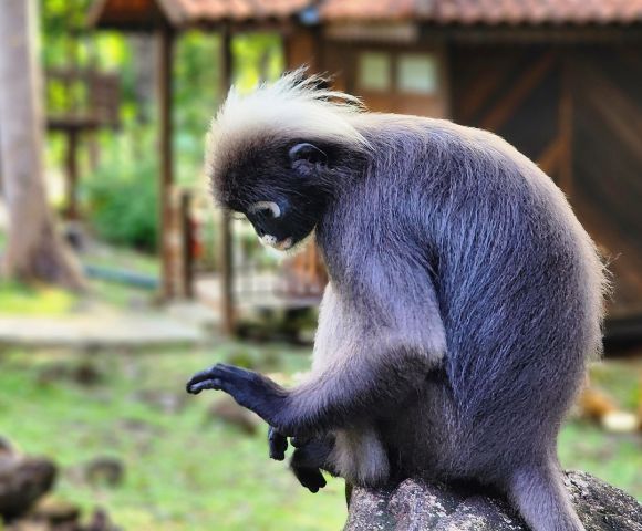 A langur with thick, gray fur and a white tuft on its head sits contemplatively, examining its fingers. The background is a soft-focus forest setting.