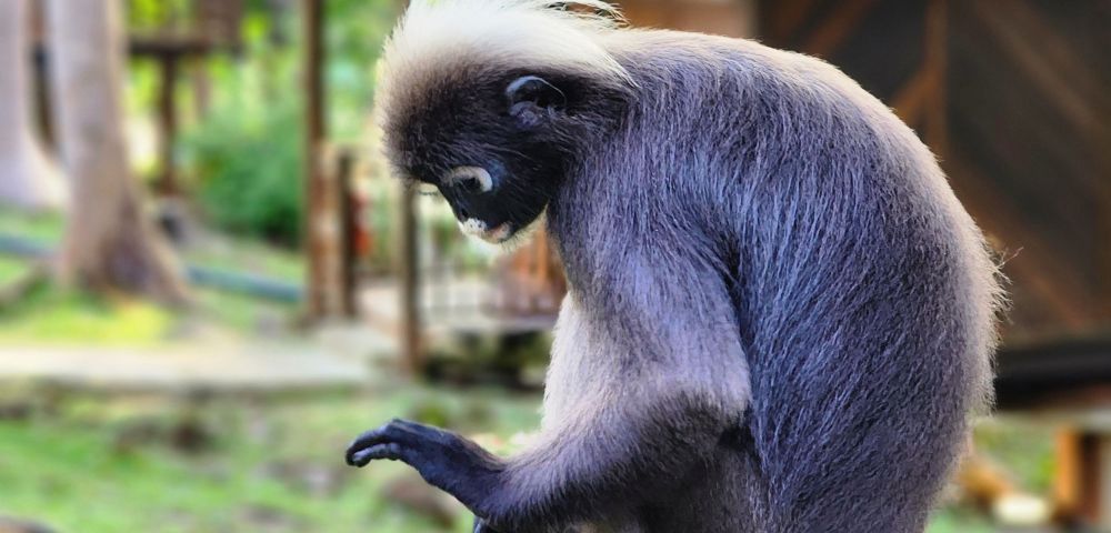 A langur with thick, gray fur and a white tuft on its head sits contemplatively, examining its fingers. The background is a soft-focus forest setting.