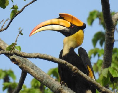 A vibrant hornbill with a large, curved yellow and black beak perches on a branch, surrounded by green leaves against a clear blue sky.