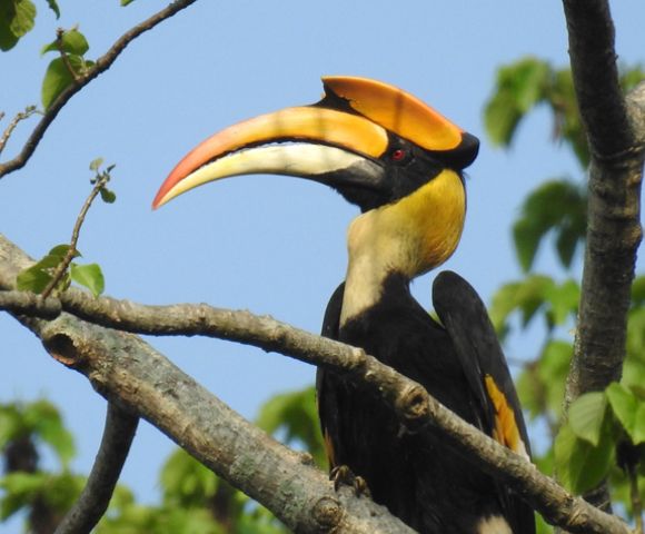 A vibrant hornbill with a large, curved yellow and black beak perches on a branch, surrounded by green leaves against a clear blue sky.