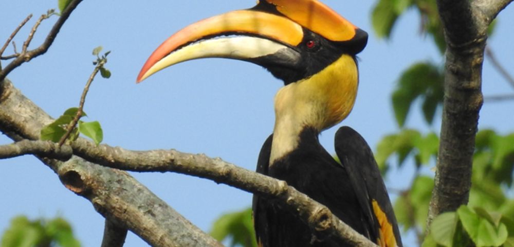 A vibrant hornbill with a large, curved yellow and black beak perches on a branch, surrounded by green leaves against a clear blue sky.