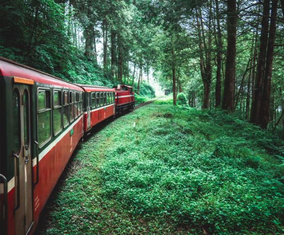 A red train winds through a lush, green forest under a canopy of tall trees, conveying a peaceful and serene atmosphere.