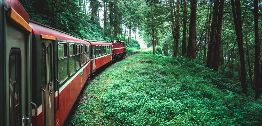 A red train winds through a lush, green forest under a canopy of tall trees, conveying a peaceful and serene atmosphere.