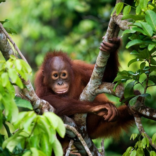 Young orangutan with reddish-brown hair lounges on tree branches, surrounded by vibrant green leaves, conveying a sense of curiosity and playfulness.