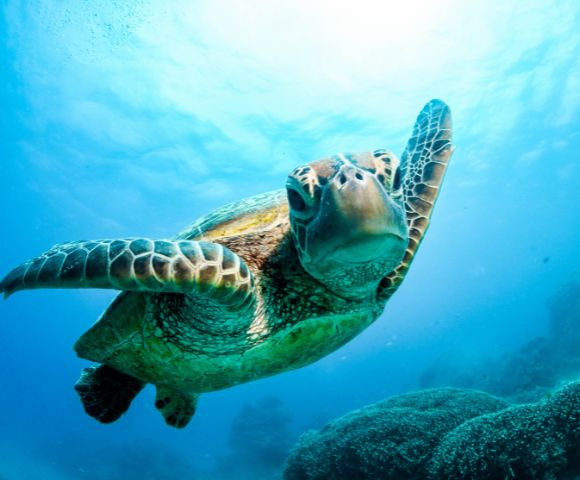 A serene sea turtle swims gracefully underwater, surrounded by a vibrant blue ocean. Sunlight filters through, highlighting its patterned shell.