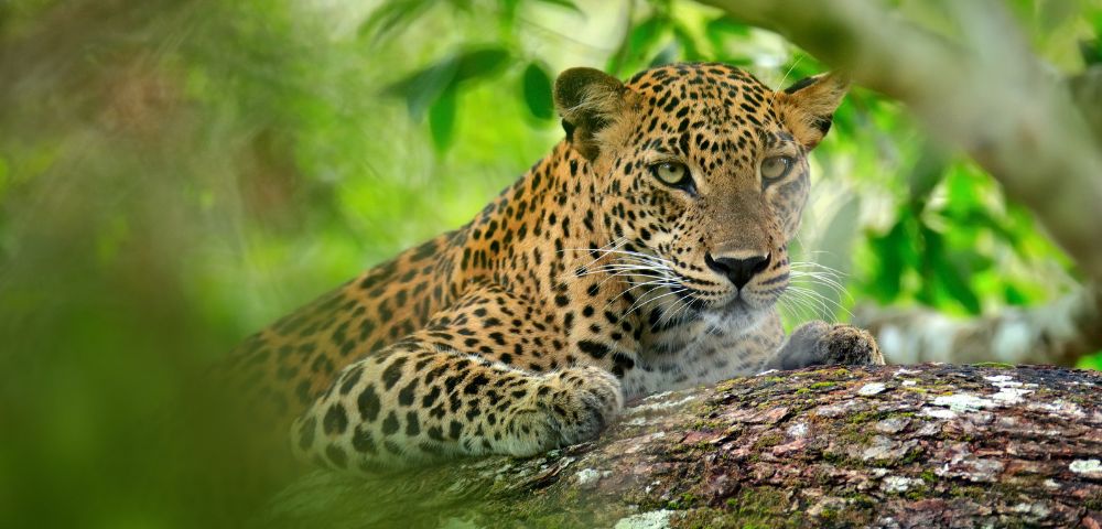 A leopard with striking spotted fur rests on a tree branch, surrounded by lush greenery. Its focused gaze conveys alertness and strength.