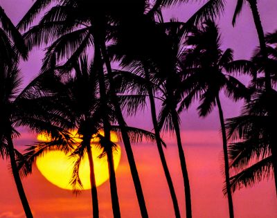 Silhouetted palm trees against a vibrant sunset, featuring a large, glowing sun and a sky in shades of pink, purple, and orange, evoking a tropical vibe.