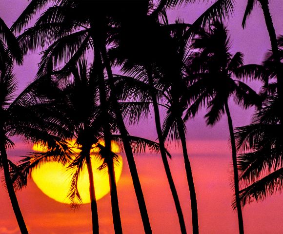 Silhouetted palm trees against a vibrant sunset, featuring a large, glowing sun and a sky in shades of pink, purple, and orange, evoking a tropical vibe.