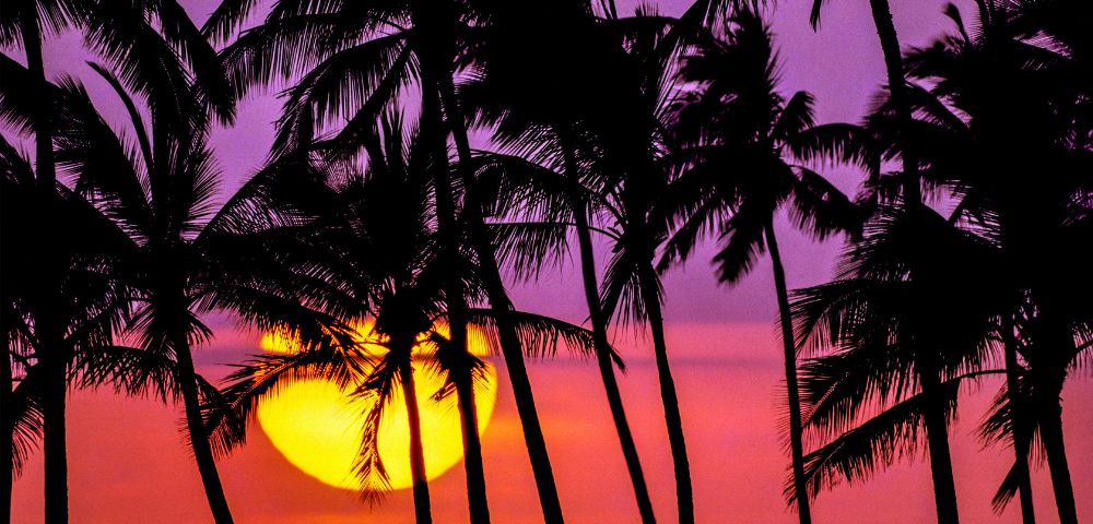 Silhouetted palm trees against a vibrant sunset, featuring a large, glowing sun and a sky in shades of pink, purple, and orange, evoking a tropical vibe.