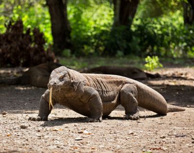 Komodo dragon walking on a sunlit, sandy terrain with a lush green forest in the background. Its tongue is extended, conveying a sense of alertness.