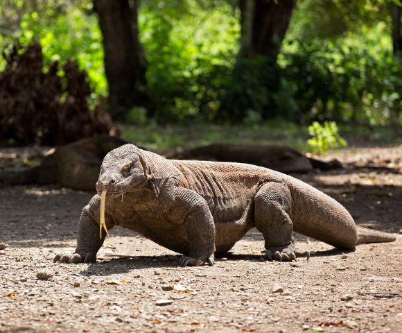 Komodo dragon walking on a sunlit, sandy terrain with a lush green forest in the background. Its tongue is extended, conveying a sense of alertness.