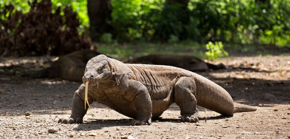 Komodo dragon walking on a sunlit, sandy terrain with a lush green forest in the background. Its tongue is extended, conveying a sense of alertness.