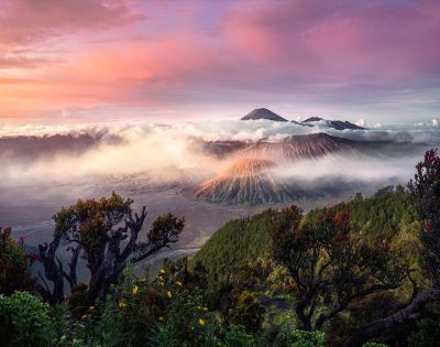A breathtaking view of Mount Bromo at sunrise, surrounded by mist and vibrant pink and orange skies. Foreground trees frame the volcanic landscape.