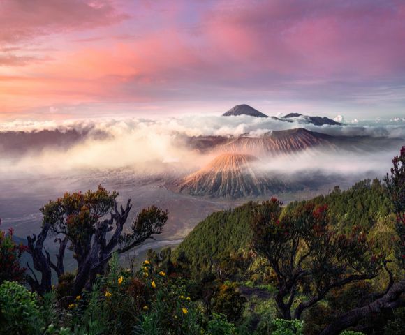 A breathtaking view of Mount Bromo at sunrise, surrounded by mist and vibrant pink and orange skies. Foreground trees frame the volcanic landscape.