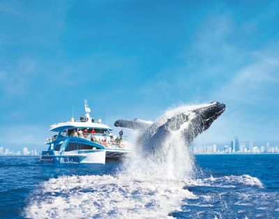 A whale breaches energetically from the ocean near a white and blue tour boat. Passengers watch excitedly against a backdrop of a distant city skyline.