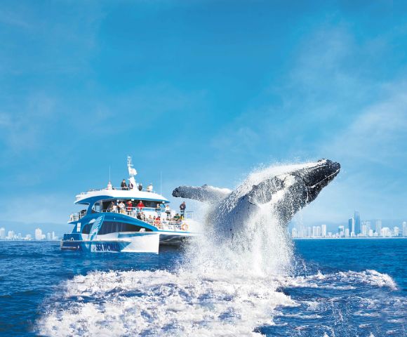 A whale breaches energetically from the ocean near a white and blue tour boat. Passengers watch excitedly against a backdrop of a distant city skyline.